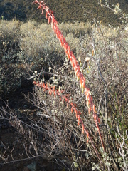 Gasteria disticha disticha