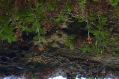 Erythranthe verbenacea