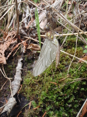 Somatochlora forcipata