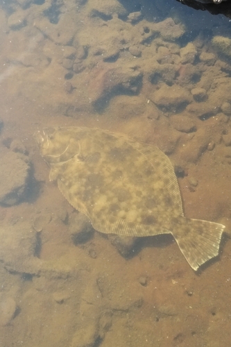Zuidelijke bot (Paralichthys lethostigma) — Paralichthyidae — 4