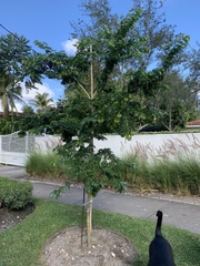 Gonopterodendron arboreum