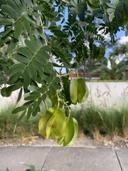 Gonopterodendron arboreum