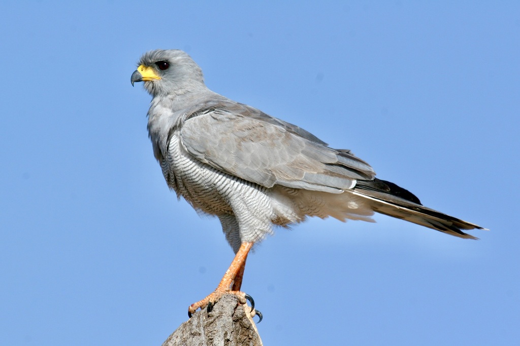 Eastern Chanting-Goshawk photo