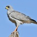 Eastern Chanting-Goshawk - Photo (c) Bird Explorers, some rights reserved (CC BY-NC), uploaded by Bird Explorers