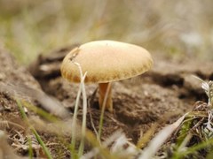 Fungi