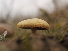 Fungi