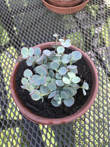 Hylotelephium sieboldii iNat (3)