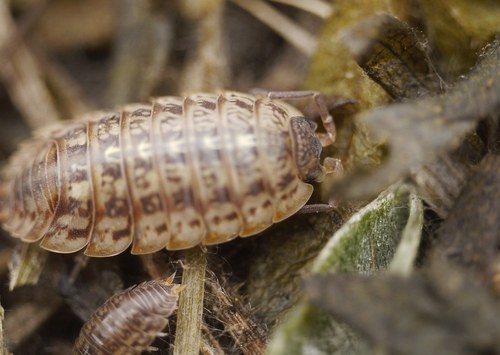 Trachelipus razzautii