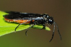 Strongylogaster tacita