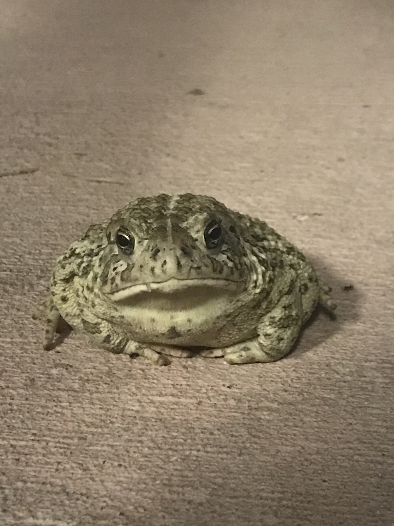 Woodhouse's Toad from Dinosaur National Monument, Vernal, UT, US on ...