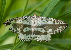 Abraxaphantes perampla