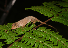 Anolis cobanensis