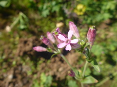 Silene rubella