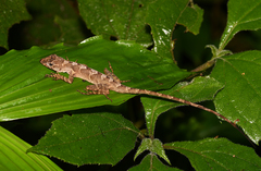 Anolis cobanensis