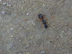 Camponotus