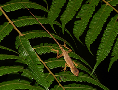 Anolis cobanensis
