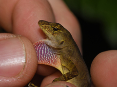 Anolis cobanensis