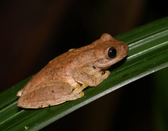 Ptychohyla hypomykter