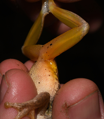 Ptychohyla hypomykter