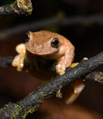 Ptychohyla hypomykter