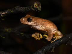 Ptychohyla hypomykter