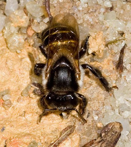 Melipona lateralis · iNaturalist