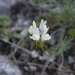 Linaria depauperata depauperata - Photo (c) Carles Fabregat, some rights reserved (CC BY-NC), uploaded by Carles Fabregat