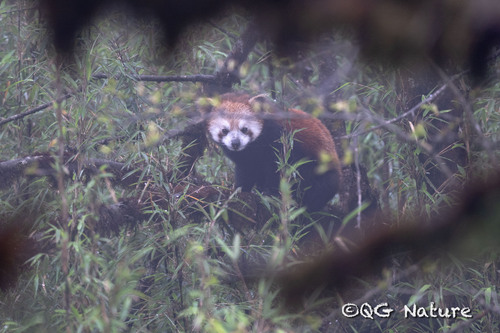 Chinese Red Panda