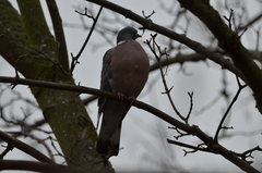 Columba palumbus