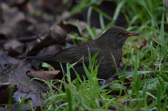 Turdus merula