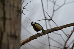 Parus major