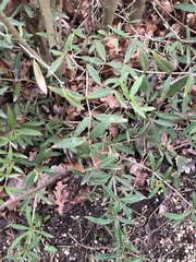 Berberis gagnepainii
