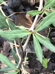 Berberis gagnepainii