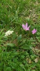 Dodecatheon