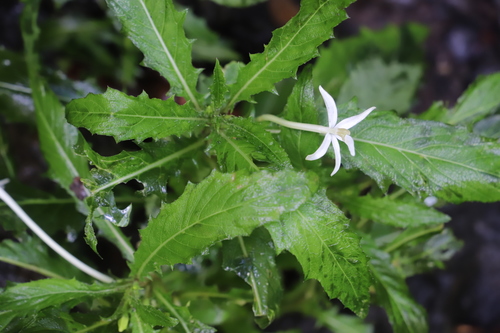 Hippobroma longiflora image