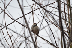 Passer domesticus