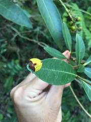 Paraselenis dichroa