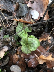 Geum urbanum
