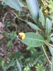 Paraselenis dichroa
