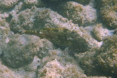 Epinephelus adscensionis