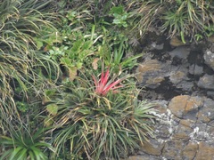 Fascicularia bicolor