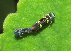 Macugonalia leucomelas