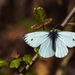 Margined White - Photo (c) Ed Hass, some rights reserved (CC BY-NC), uploaded by Ed Hass