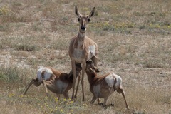 Antilocapra americana