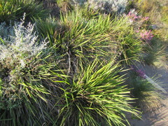 Ehrharta dura