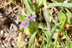 Anagallis