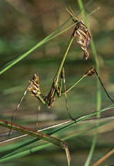 Hemiempusa capensis