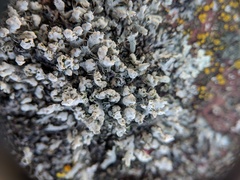 Physcia adscendens
