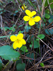 Viola sempervirens