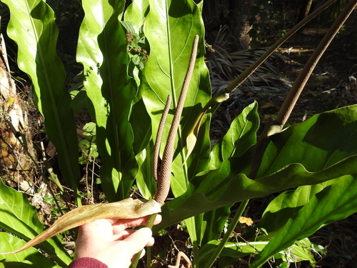 Anthurium image
